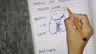 Anatomy and histology of thyroid gland [upl. by Archambault]