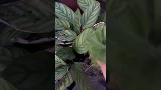 Calathea Plant Care outdoorCalathea plantcalatheaplantsbysarushortsyoutubeshorts [upl. by Aihsoem67]