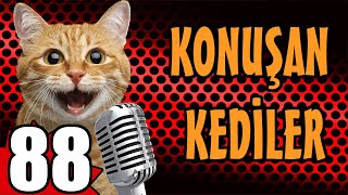 Konuşan Kediler 88  En Komik Kedi Videoları  PATİ TV [upl. by Auroora598]