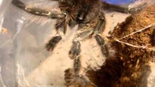 Tarantula Feeding Video 104  Biggest One Yet Including Awesome Surprises [upl. by Nylhtac]