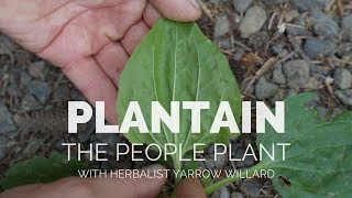 Plantain the People Plant  Herbal Jedi [upl. by Adnawat]