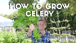 How to grow celery in your garden with David Domoney [upl. by Ahsinac]