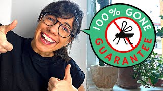 How to get rid of FUNGUS GNATS EASY  100 EFFECTIVE [upl. by Mcadams534]