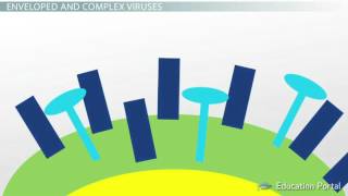 Shapes of a Virus Helical Icosahedral Prolate Complex Enveloped Video Lesson Transcript [upl. by Garrett]