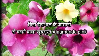 How to grow and care beautiful pink allamanda pink allamanda की देखभालGreen Garden Gujarat [upl. by Lorenzo]