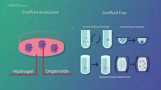 3D cell cultures improving drug candidate testing [upl. by Annonyw]