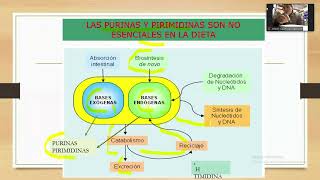 Metabolismo de los nucleótidos de Purinas y Pirimidinas  Bioquímica [upl. by Ieso]