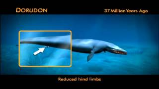 Evolution of Whales Animation [upl. by Eicram934]