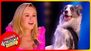 ¡UN PERRO QUE BAILA gira y asombra a los jueces  Audición inolvidable  Britains Got Talent [upl. by Layman138]