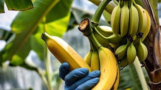 a glimpse into the stages of banana growth [upl. by Arayt610]