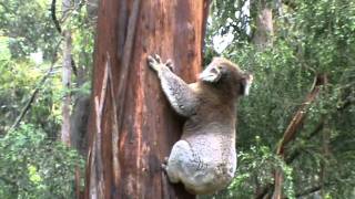 Koala Climbing Tree [upl. by Eisenberg]