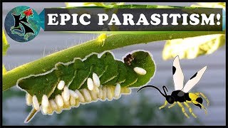 Caterpillar Parasitism amp Parasitoid Wasps  Tobacco amp Tomato Hornworm  Koaw Nature [upl. by Gualterio]