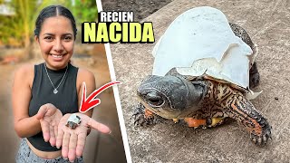 NACIMIENTO DE TORTUGAS DE TIERRA CASERAS 🐢🐢 [upl. by Terchie]