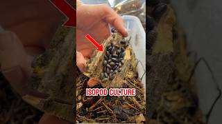 Isopod DIY Home 🐜🌿 isopods [upl. by Mcroberts]