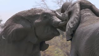 Elephants Fight Over Water  Natures Great Events  BBC Earth [upl. by Ranzini]