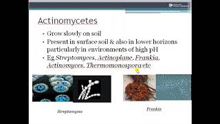 soil actinomycetes  algae [upl. by Vassaux]