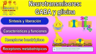 Neurotransmisores  Sistema nervioso central  GABA neurotransmisor  Glicina neurotransmisor [upl. by Hanahs]