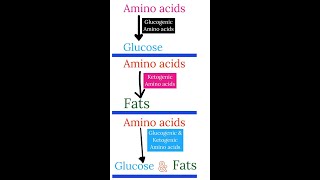 What are Glucogenic amp Ketogenic amino acids  biology biochemistry shortsfeed aminoacid protein [upl. by Nairde15]