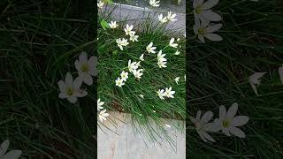 zephyranthes candida white rain lily bulbous perennial fullsun lowmaintenance shorts [upl. by Anielram]