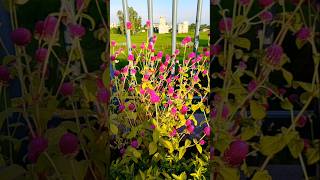 gomphrena naturalplants flowers freshflower naturalflowers likeandsubscribe ytshorts garden [upl. by Ymeraj]