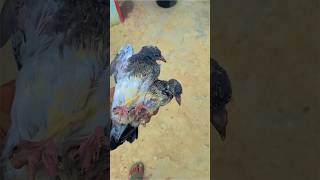 Pigeon baby growth 🐣saifidrisii pigeon kabutar pigeons [upl. by Novihc]