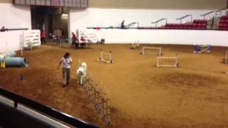 Great Pyrenees Agility [upl. by Friedland301]