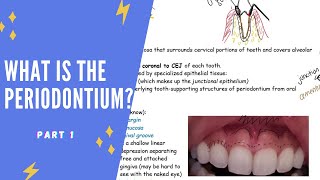 What is the periodontium Part 1 [upl. by Lisandra759]