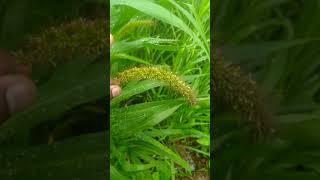 Anther dehiscence in foxtail millet [upl. by Kreg]