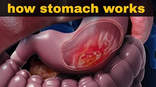 पेट आमाशय कैसे काम करता है  digestive system 3  stomach anatomy and physiology [upl. by North110]