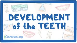 Development of the Teeth [upl. by Ydnat872]