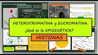 Heterocromatina y Eucromatina Proteínas Histonas ¿Qué es la EPIGENÉTICA Genes Biología [upl. by Phipps]