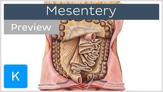 Mesentery organ and functions preview  Human Anatomy  Kenhub [upl. by Ruben]