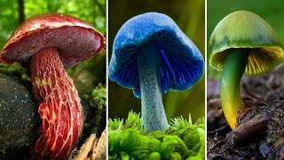 10 Cogumelos Mais BONITOS FASCINANTES e INCRÍVEIS do Mundo [upl. by Llehsyar671]