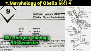 Morphology of Obelia in hindi  BSc 3rd year Zoology 5th Semester in hindi [upl. by Spain]