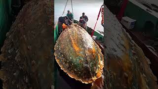 Giant Sea Monsters Caught by Fishermen 🐙🎣GiantSeaCreatures FishingDiscoveries OceanMysteries [upl. by Fein]