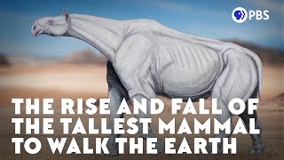 The Rise and Fall of the Tallest Mammal to Walk the Earth [upl. by Katheryn424]