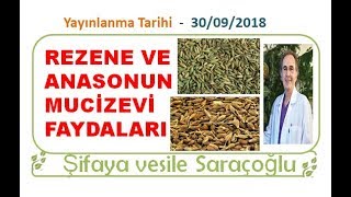 REZENE VE ANASONUN MUCİZEVİ FAYDALARI  Şifaya vesile Saraçoğlu [upl. by Aihsoek]