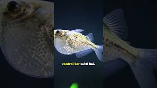 Hatchetfish unique ability  Freshwater fish shorts fishfacts [upl. by Paff]