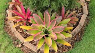 Grow this Beautiful Aechmea Bromeliad [upl. by Jepson]