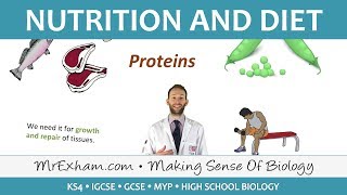 Nutrition and Diet  GCSE Biology 91 [upl. by Behka579]