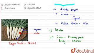 Fusiform roots are found in [upl. by Stubbs79]