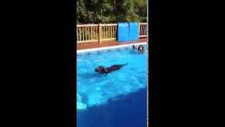 Dog Wears Ultra Paws Boots In The Pool [upl. by Enrique257]