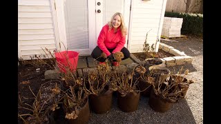 OverWintering Potted Hydrangeas [upl. by Ordisy]