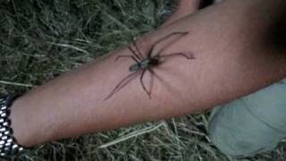 Stor husedderkop  House Spider [upl. by Gore]