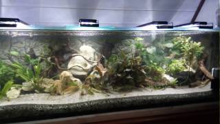 Aquarium 600 L 20170420 1815 Feedingtime [upl. by Ieppet]