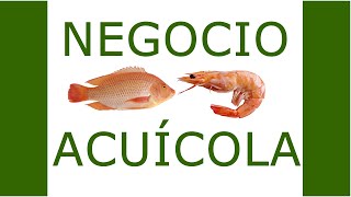 Acuicultura tecnificada RASBiofloc para cultivos sostenibles de camarón y tilapia [upl. by Arihsat458]