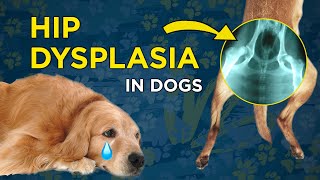 Hip Dysplasia in Dogs  VetVid Dog Care Video [upl. by Mommy]