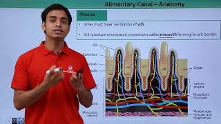 Class 11th – Alimentary Canal – Anatomy  Digestion and Absorption  Tutorials Point [upl. by Atteoj970]