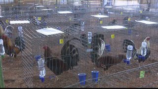 Bred To Kill How breeders are cashing in on cockfighting in East Texas [upl. by Idaf418]