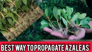 How To Propagate Azaleas From Cuttings  full explanation [upl. by Deys579]